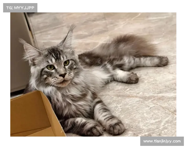 戴资颖晒宠物猫咪引发粉丝热议 照片萌态十足成焦点